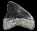 Nice, Posterior Megalodon Tooth #39262-1